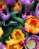 Анкета проститутки Алена - метро Донской, возраст - 34